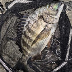 ヘチってきました