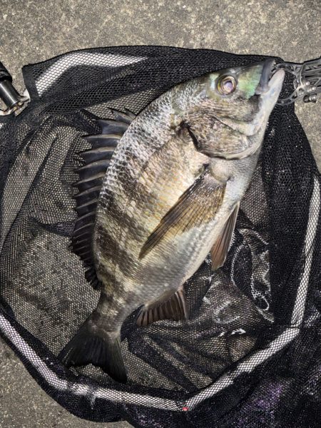 ヘチってきました