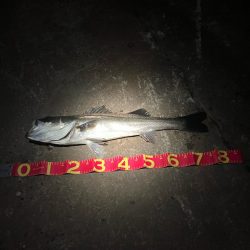 バチ抜けで悔しくもあと2cm！