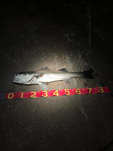 バチ抜けで悔しくもあと2cm！