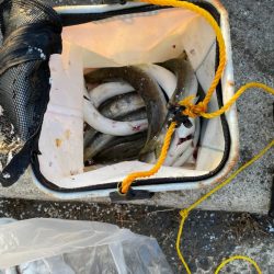 カマスを求めて