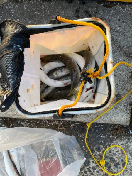 カマスを求めて