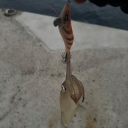 結果ヤリイカ釣行