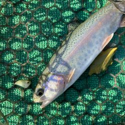 爆ふーんトラウト