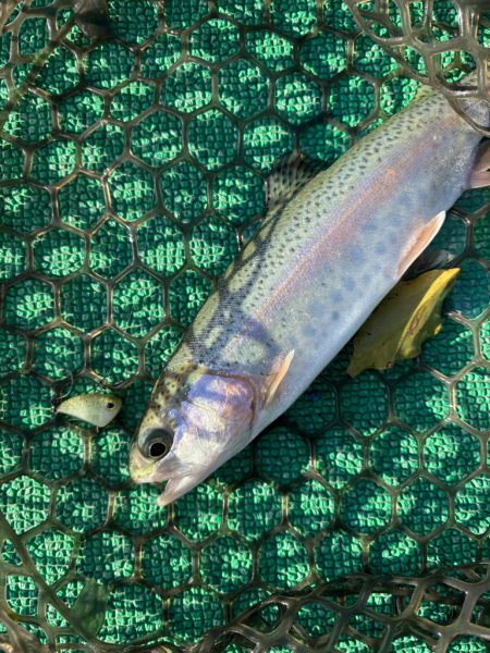 爆ふーんトラウト