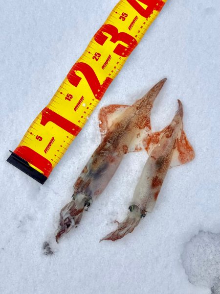 定置エギ漁、、？