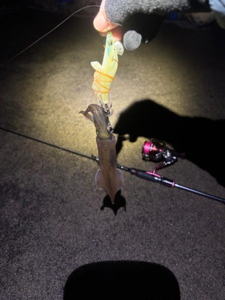 【小浜〜三方】2年ぶりヤリイカ狙い