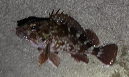 極寒のなかガシリング