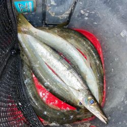 夕マズメのカマス釣りで6匹GET