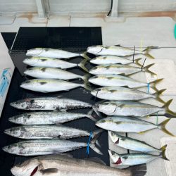 ヒラマサ/ジギング