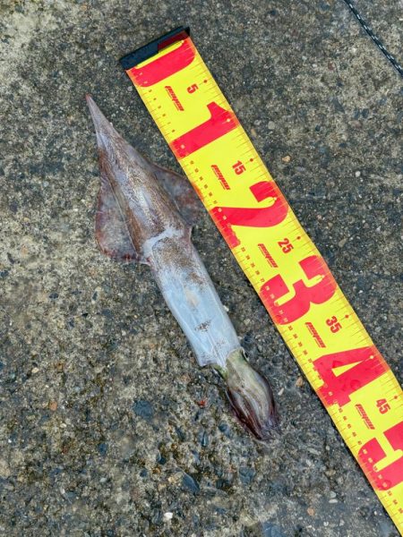 ヤリイカエギング