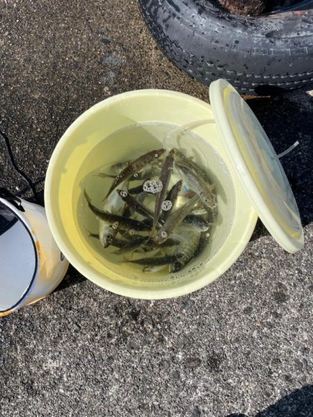 数釣りできます。サイズは…