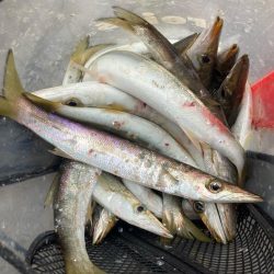 朝マズメのカマス釣りで20匹GET