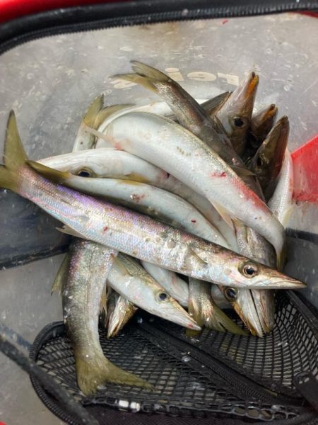 朝マズメのカマス釣りで20匹GET