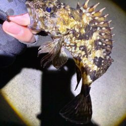 メバルは3月に期待