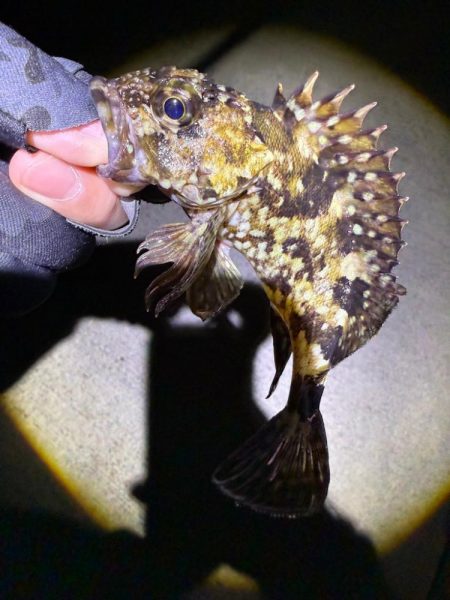 メバルは3月に期待