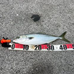 爆風の中泊でダイソージグ