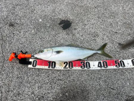 爆風の中泊でダイソージグ