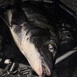 ヘチってきました