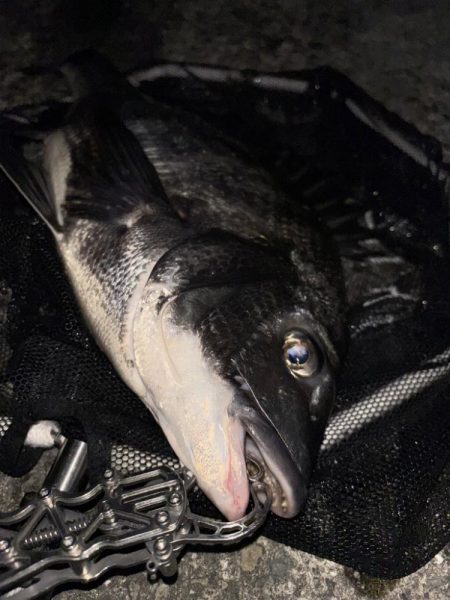 ヘチってきました