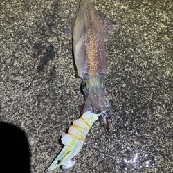 【小浜〜三方】2年ぶりヤリイカ狙いDay2