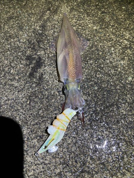 【小浜〜三方】2年ぶりヤリイカ狙いDay2