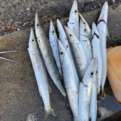 脂ノリノリカマス