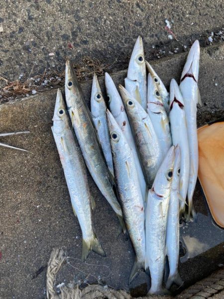 脂ノリノリカマス