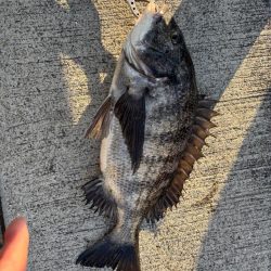 極寒の中おチヌ様ありがとう