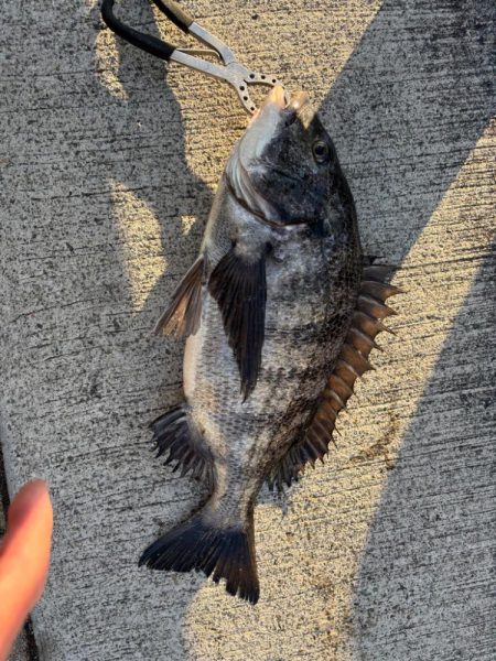 極寒の中おチヌ様ありがとう