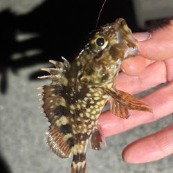 鯵は何処へ・・・