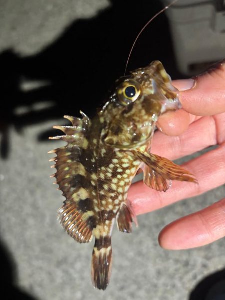 鯵は何処へ・・・