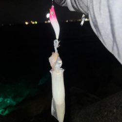 降雪ヤリイカ狙い