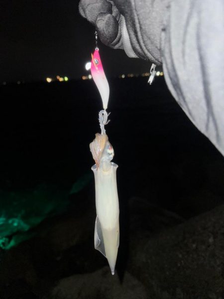 降雪ヤリイカ狙い