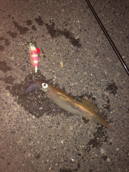 爆釣の道は遠い……