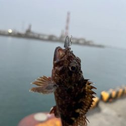 根魚ライトゲーム