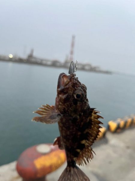 根魚ライトゲーム