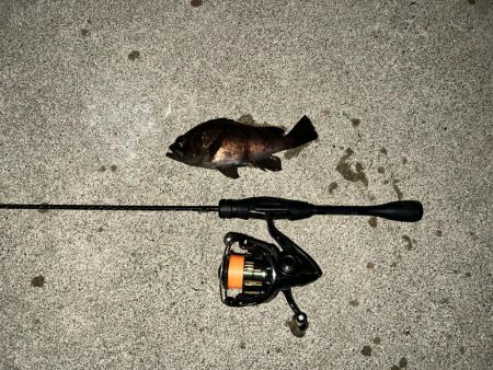 泉南メバリング