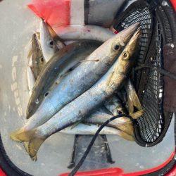 朝マズメのカマス釣りで15匹GET