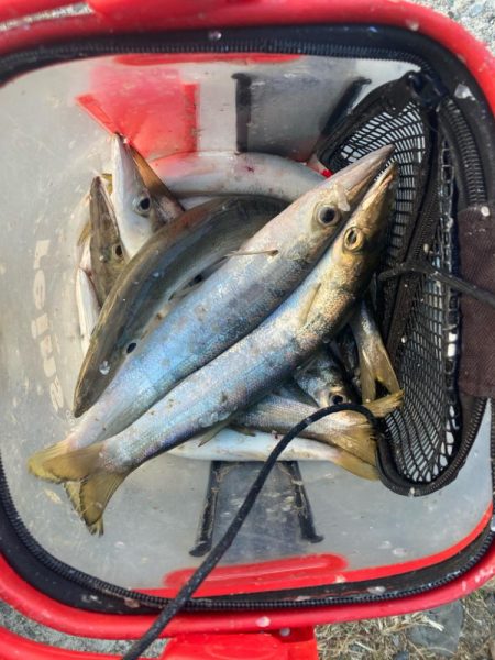 朝マズメのカマス釣りで15匹GET