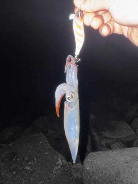 久しぶりに🐟ᾙ…