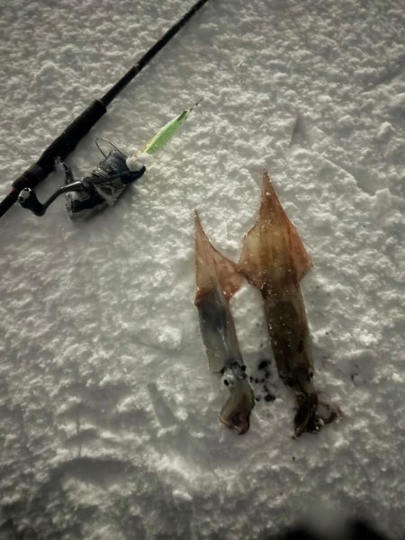 吹雪の中エギング