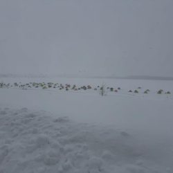 サクラマス釣行前のワカサギ 腕試し