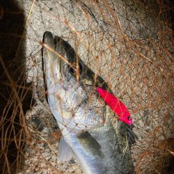 シーバスフィッシング