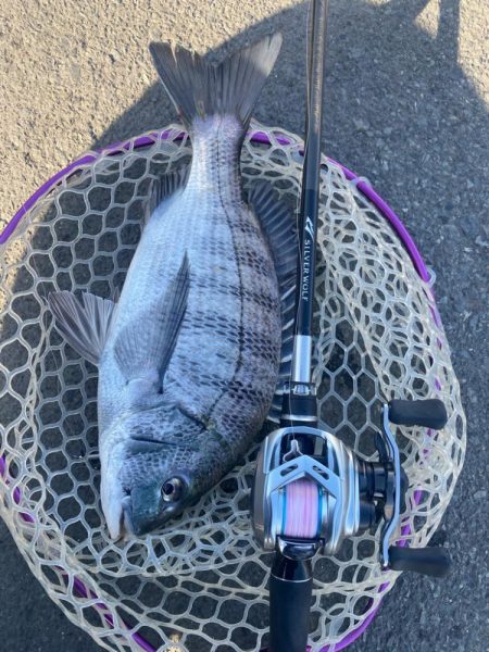 夕まずめチニング！