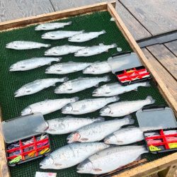 サーモン/脈釣り