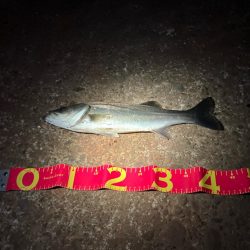 3投目で見事ヒット❗️しかしその後アタリ無し