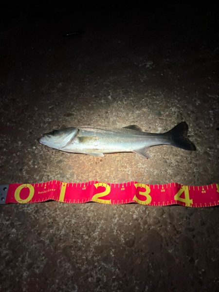 3投目で見事ヒット❗…