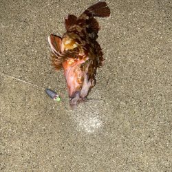 外道の1500gマダコ釣れた