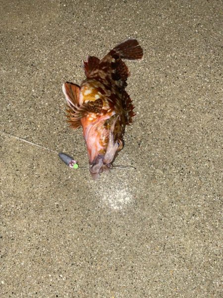 外道の1500gマダコ釣れた